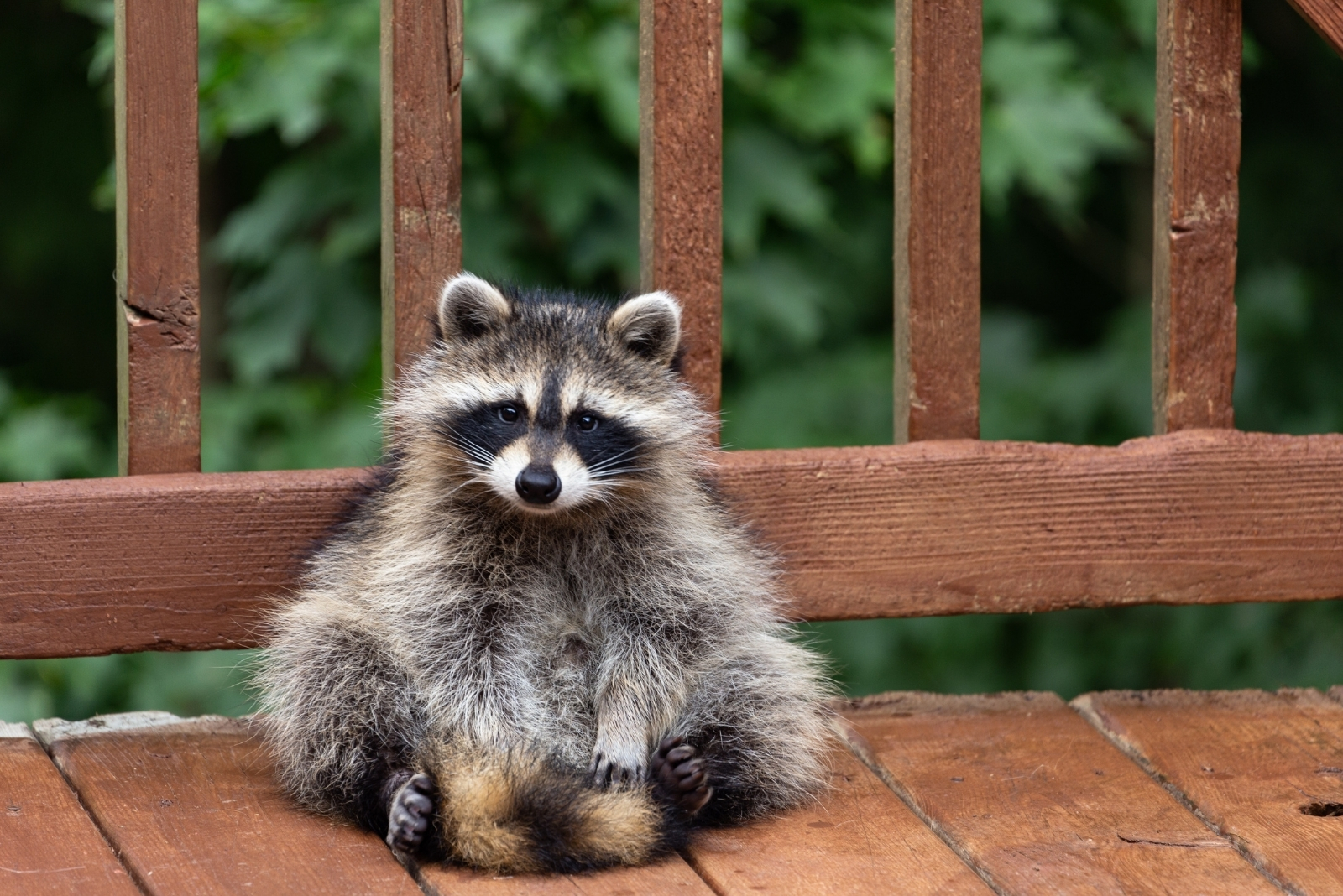 14 Wild Animals California Homeowners Often Spot In Their Backyards