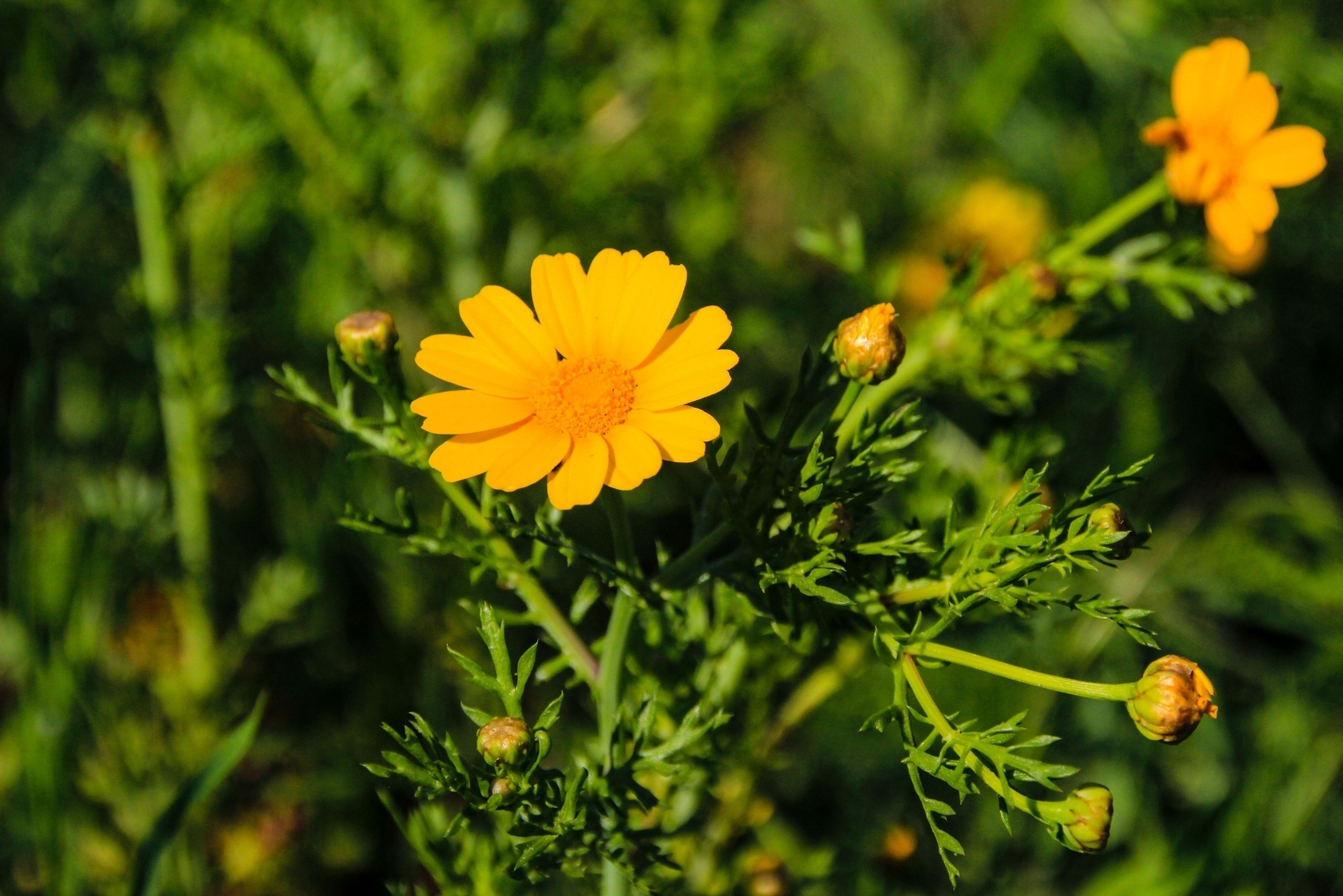 14 Yellow Flowers That Create A Gorgeous Fall Garden In California