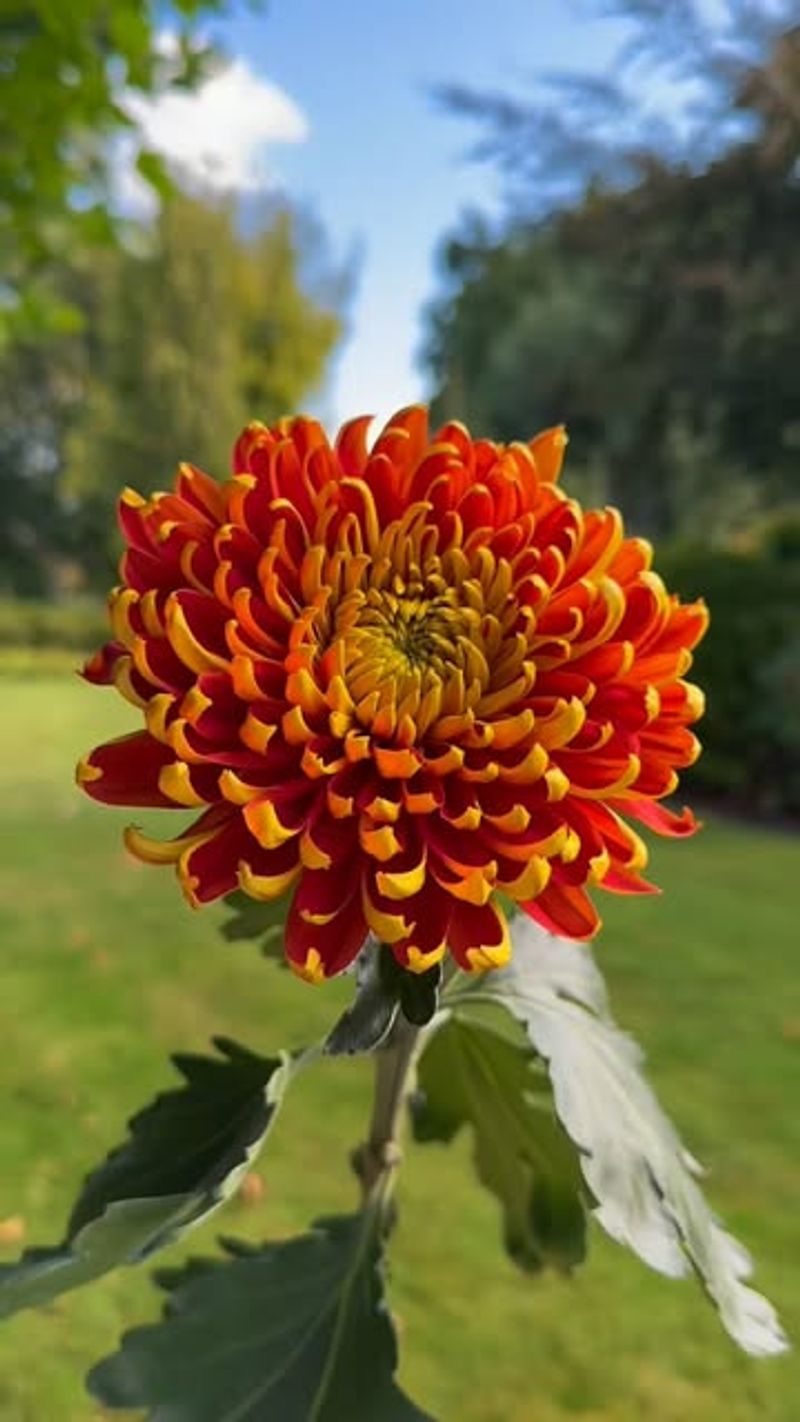 Chrysanthemums