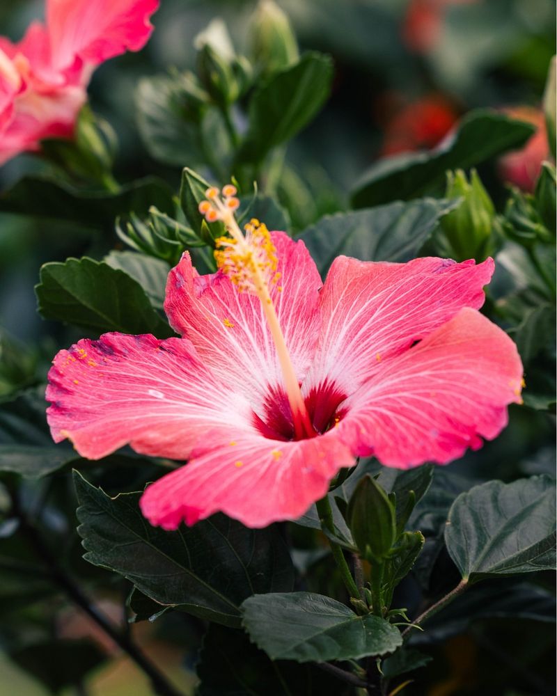Hibiscus: Tropical Splendor