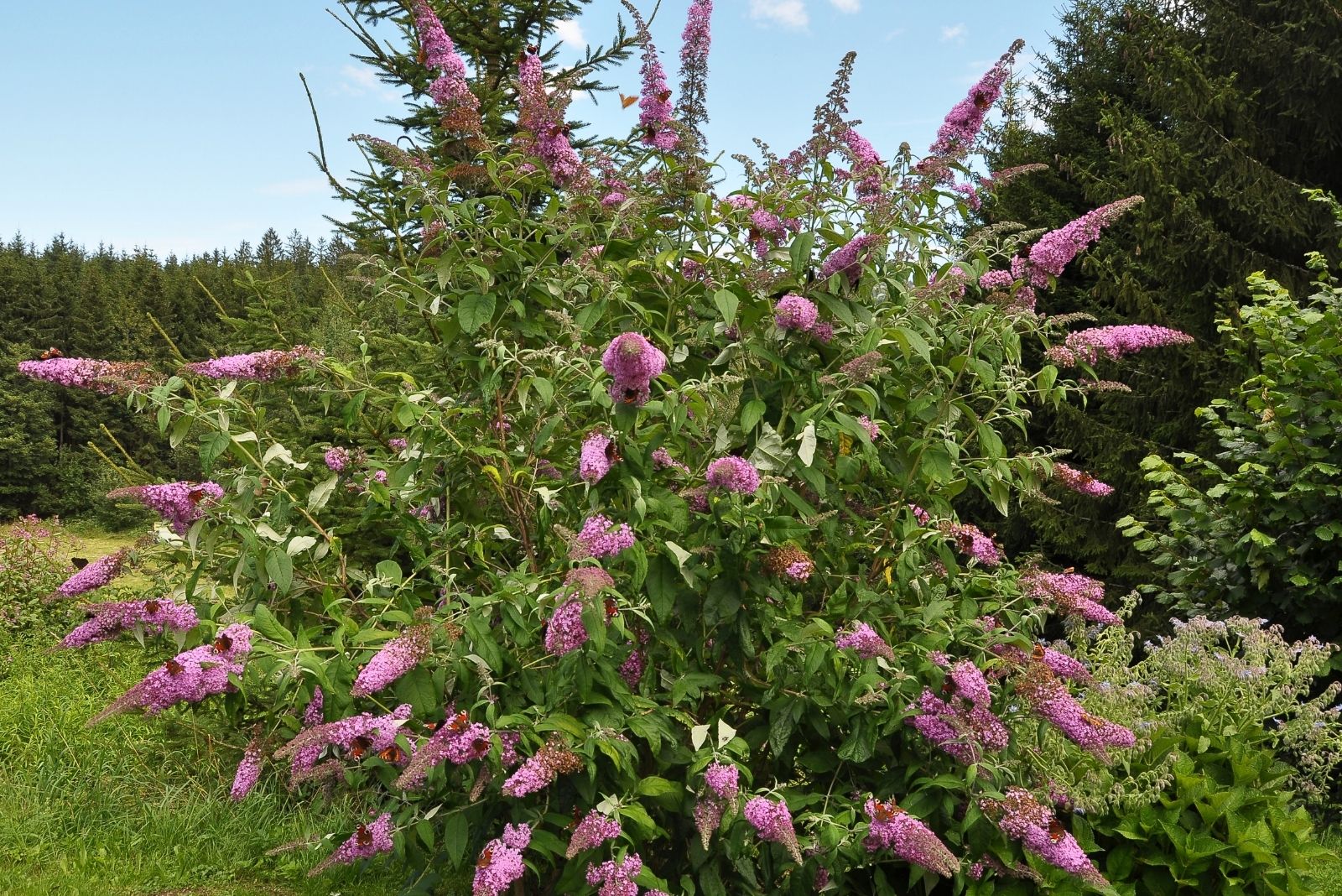 15 Best Flowering Shrubs For Hedges In Virginia Gardens