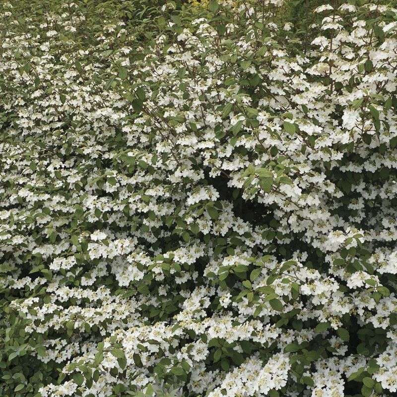 Enchanting Viburnum With Spring Snowballs