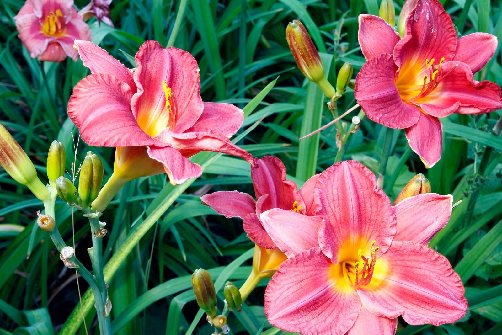 15 Best Plants For Clay Soil In Illinois