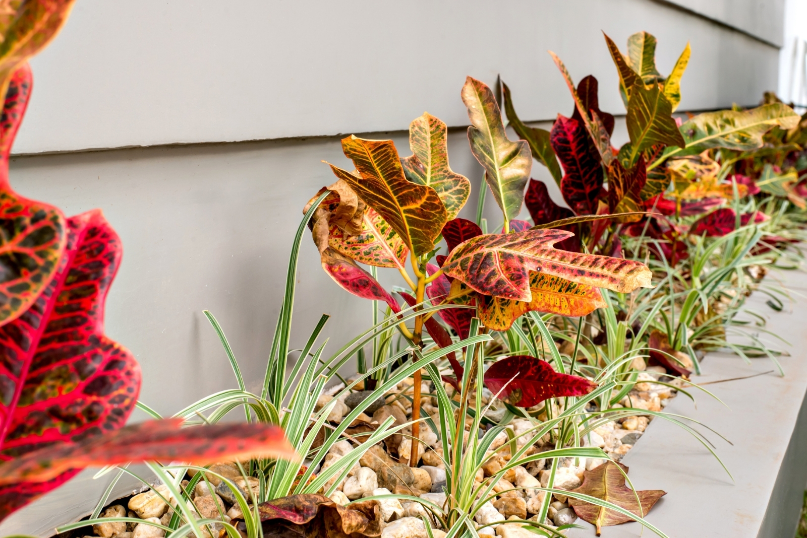 15 Colorful Houseplants Beginners Can Grow In California