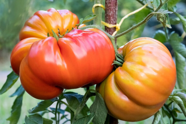 tomatoes (featured image)