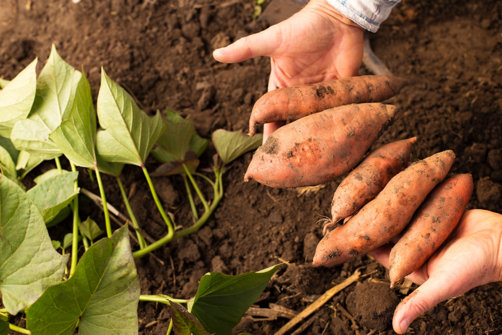 15 Crops That Perform Best In North Carolina Humid Conditions