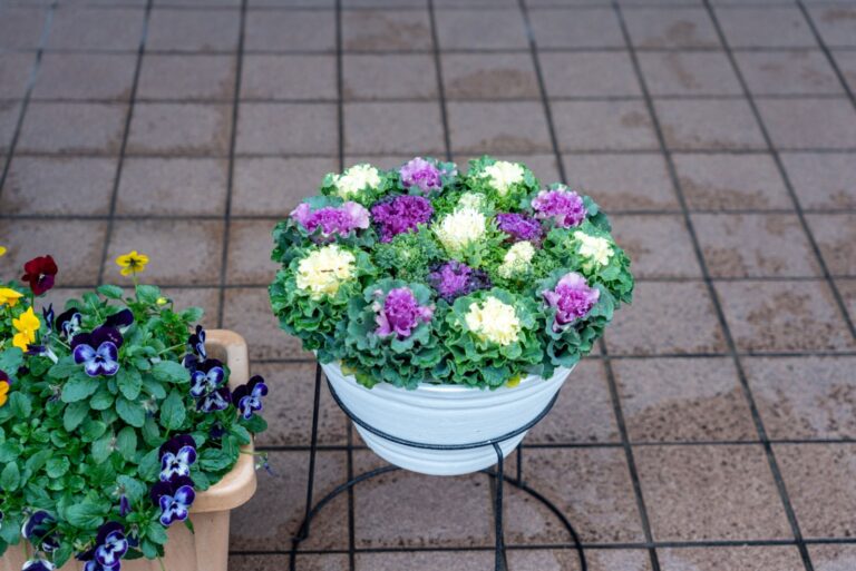 ornamental kale in a pot