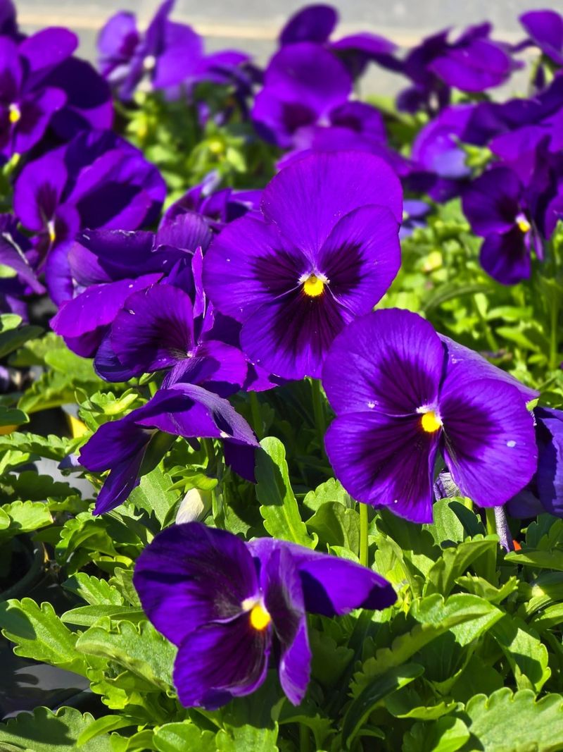 Purple Pansies