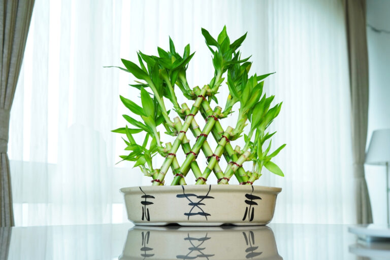 lucky bamboo (featured image)
