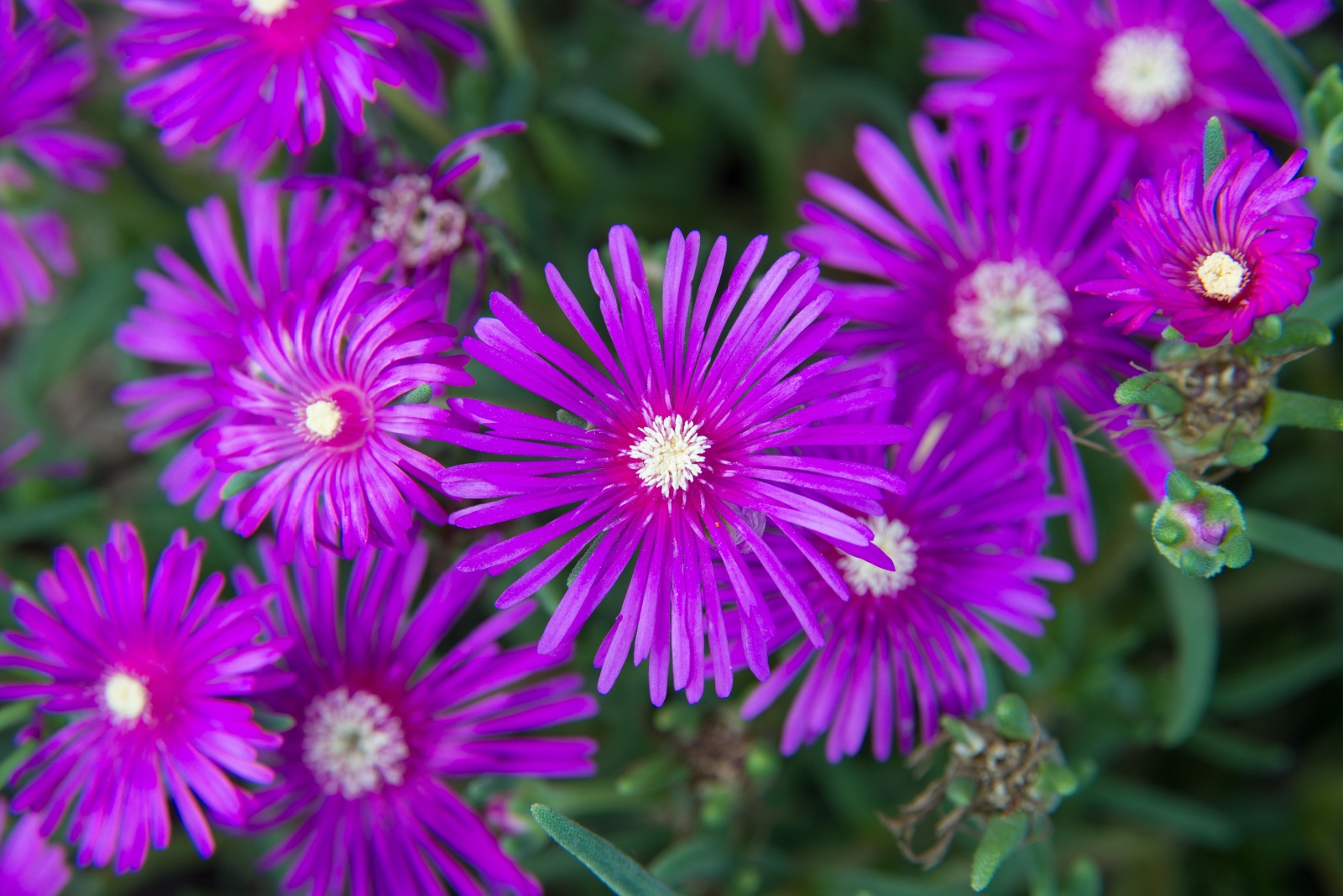 15 Flowers And Shrubs That Keep Georgia Gardens Blooming In September