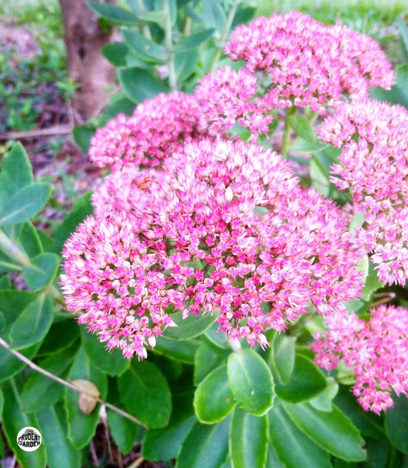 Autumn Joy Sedum