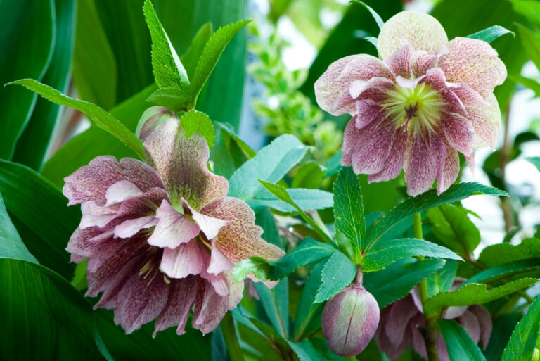 hellebore (featured image)