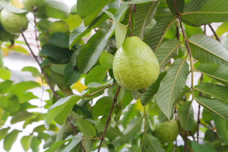 guava (featured image)