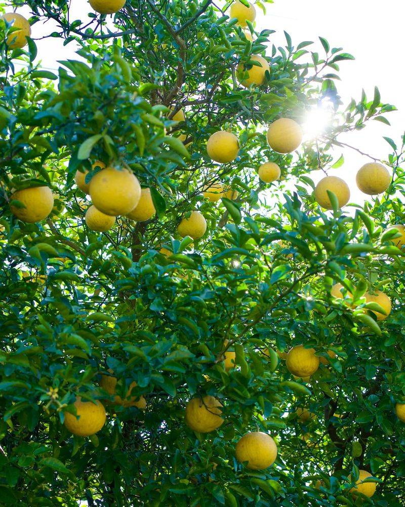 Citrus Trees