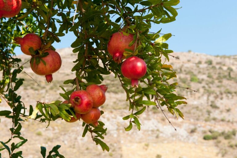 Pomegranate Tree
