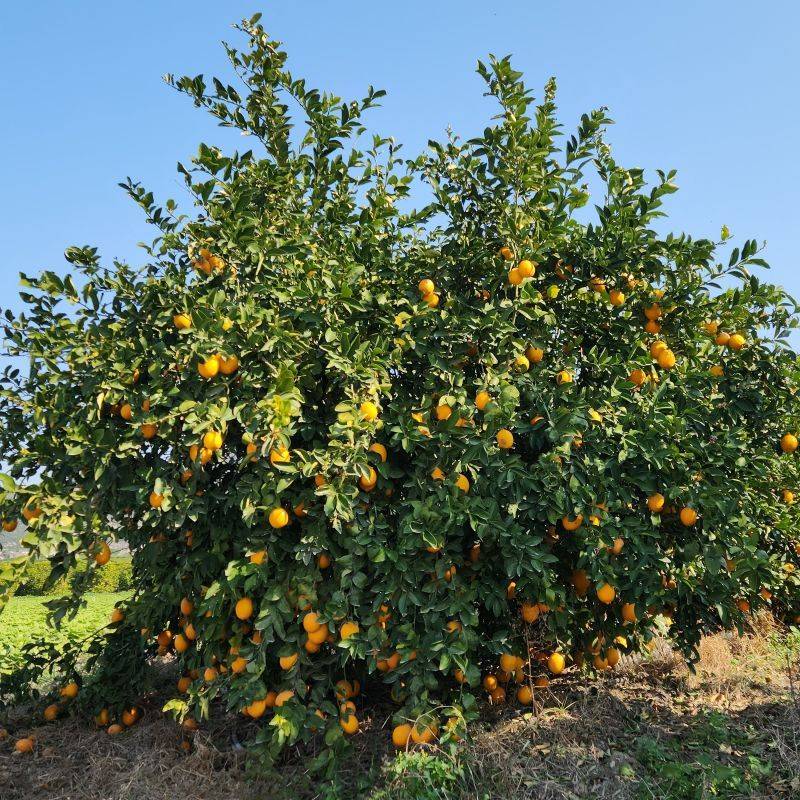 Citrus Trees (Lemon, Lime, Orange)
