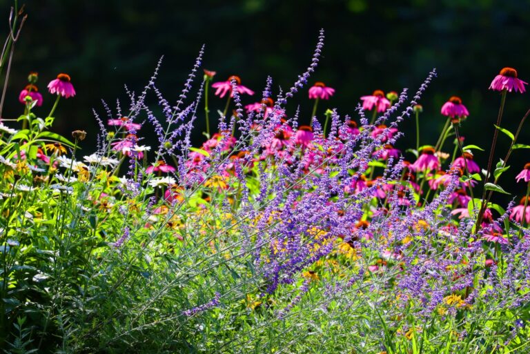 russian sage in bloom