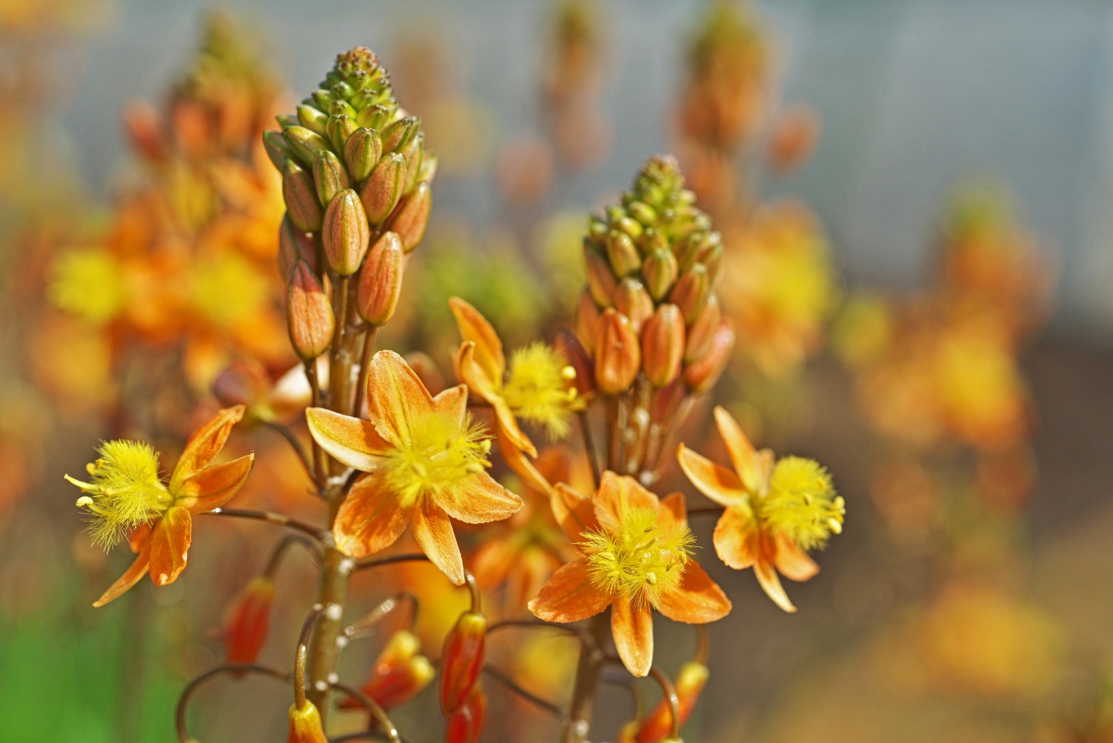15 Heat-Loving Perennials That Practically Grow Themselves In Florida