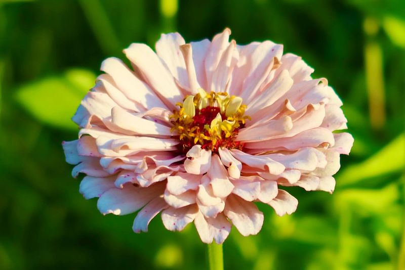 Zinnias