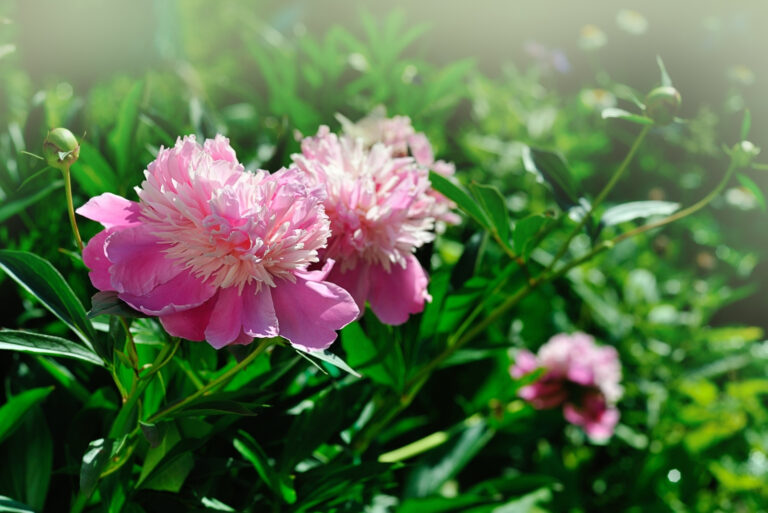 peony plant (featured image)