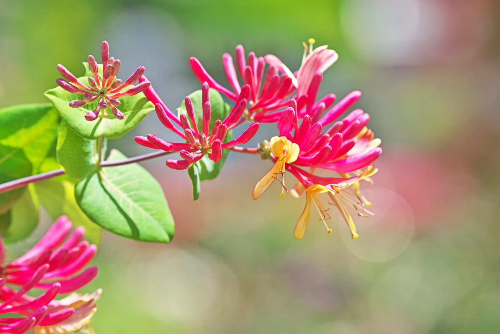 15 Plants And Flowers That Attract Birds To North Carolina Gardens