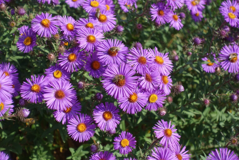 aster flowers (featured image)