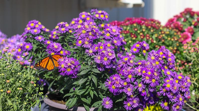 Asters
