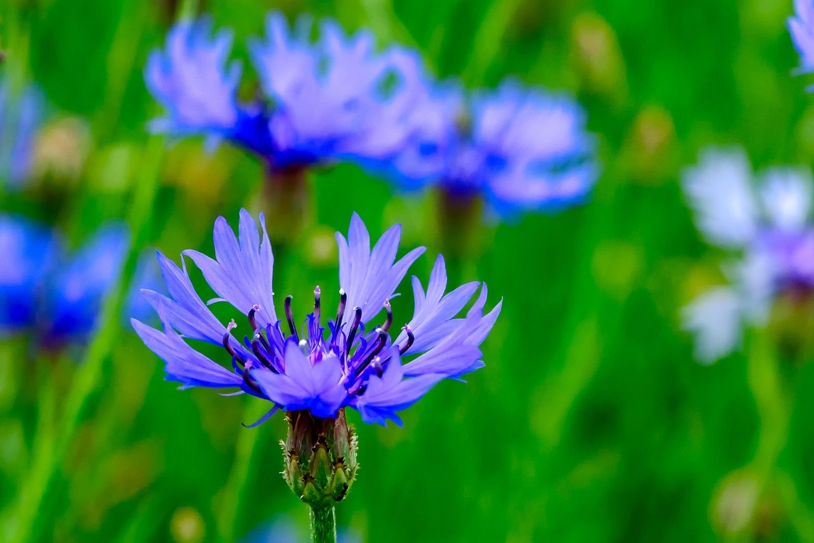 15 Self-Seeding Flowers For Every Lazy Gardener In Oregon