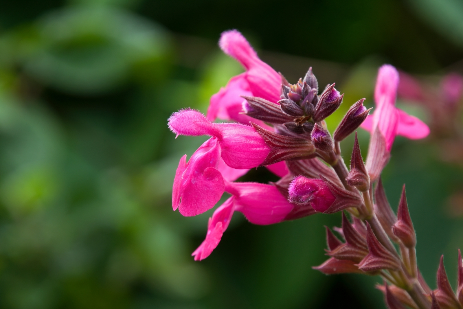 15 Stunning Flowers That Thrive In Oklahoma’s Humid Subtropical Climate