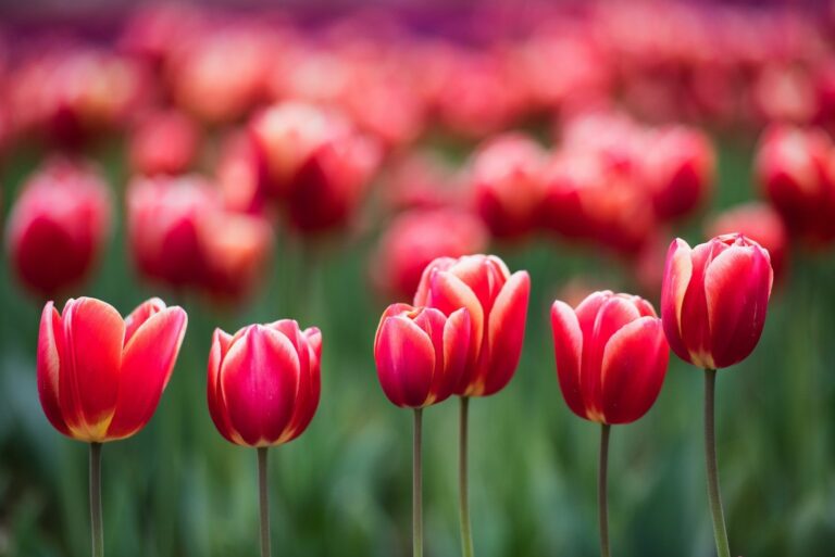 Red Tulips