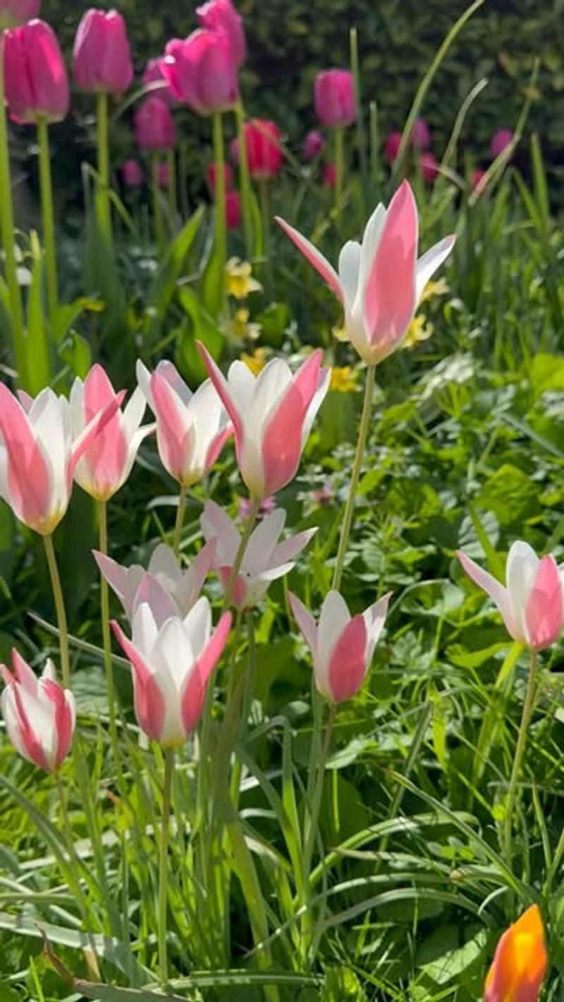 Tulips (Tulipa)