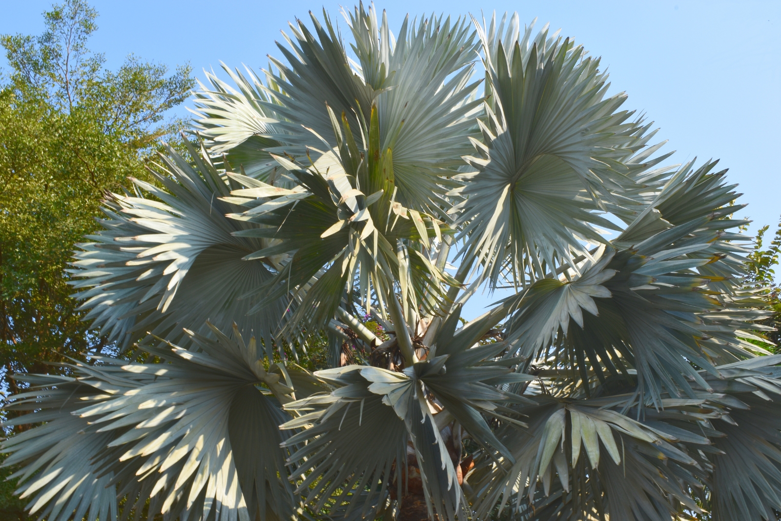 15 Trending Plants Florida Homeowners Should Watch For In 2026