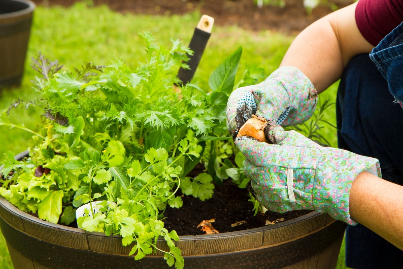 Womans Hands Planting An Herb And Vegetable Container Garden