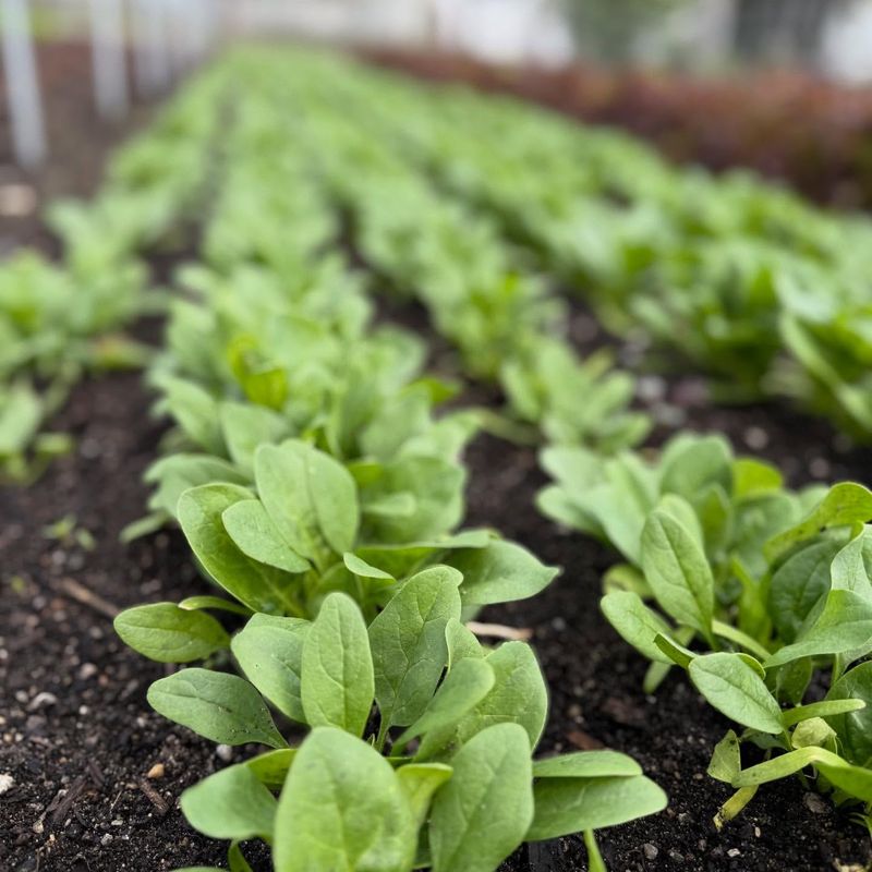 Spinach
