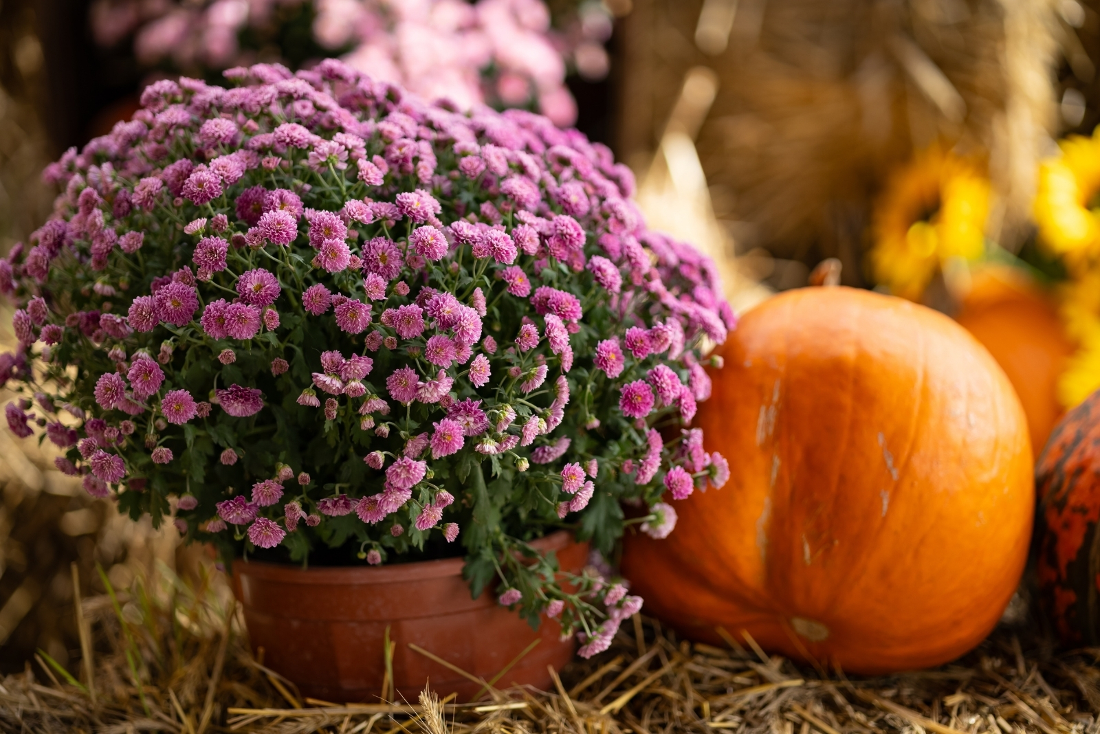 15 Vibrant Fall Flowers Perfect For Pots In New Hampshire