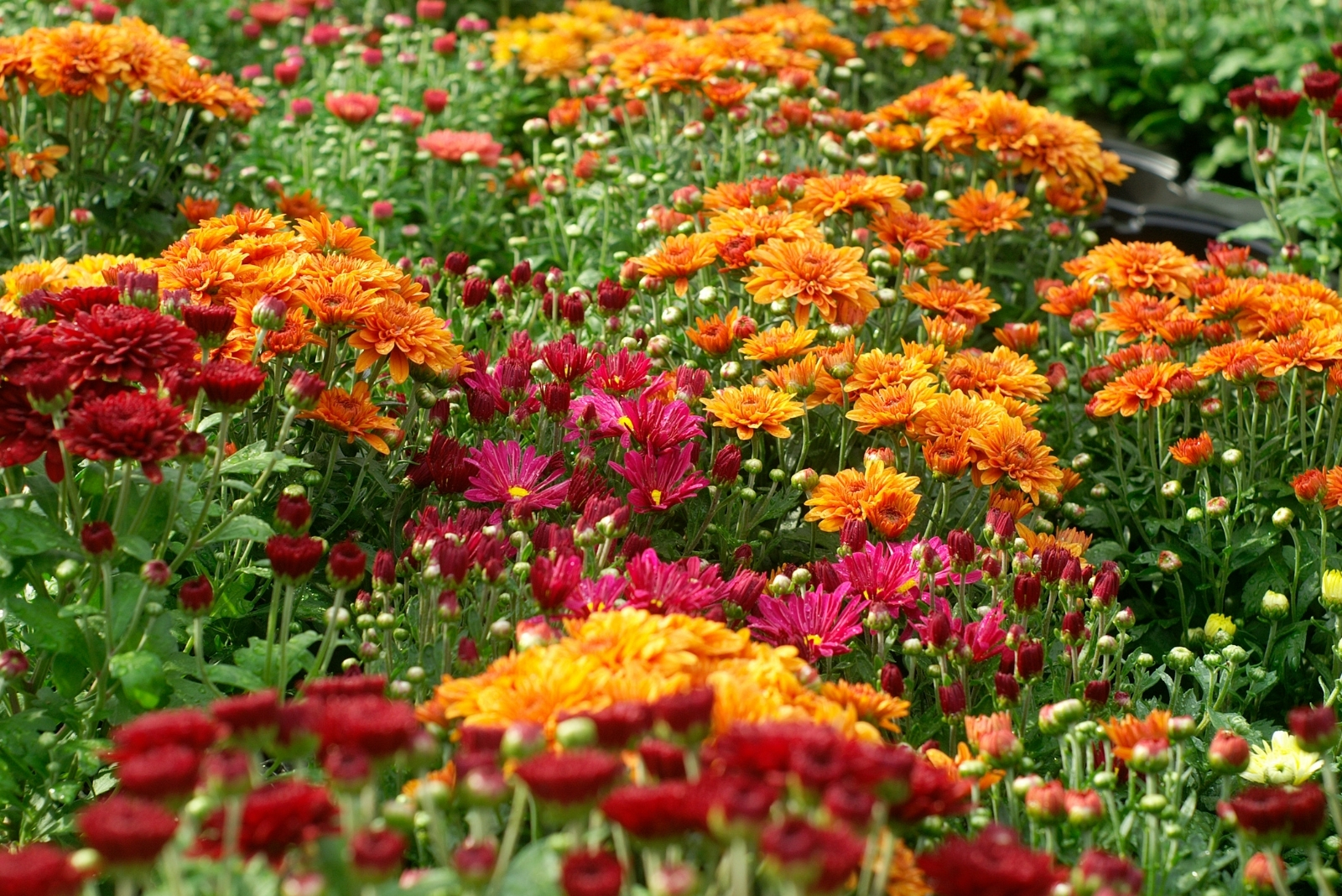 16 Fall Plants That Transform Gardens In Pennsylvania