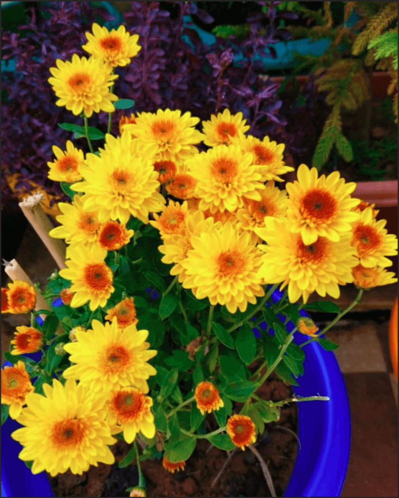 Chrysanthemums
