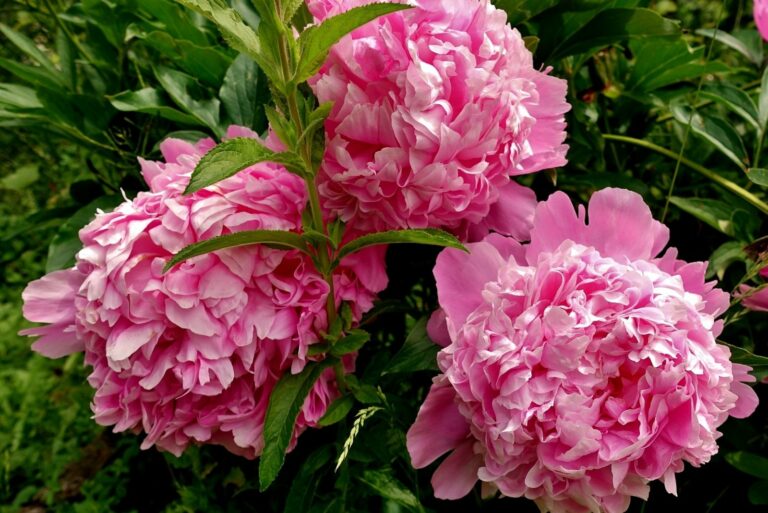 Pink Peony Flowers