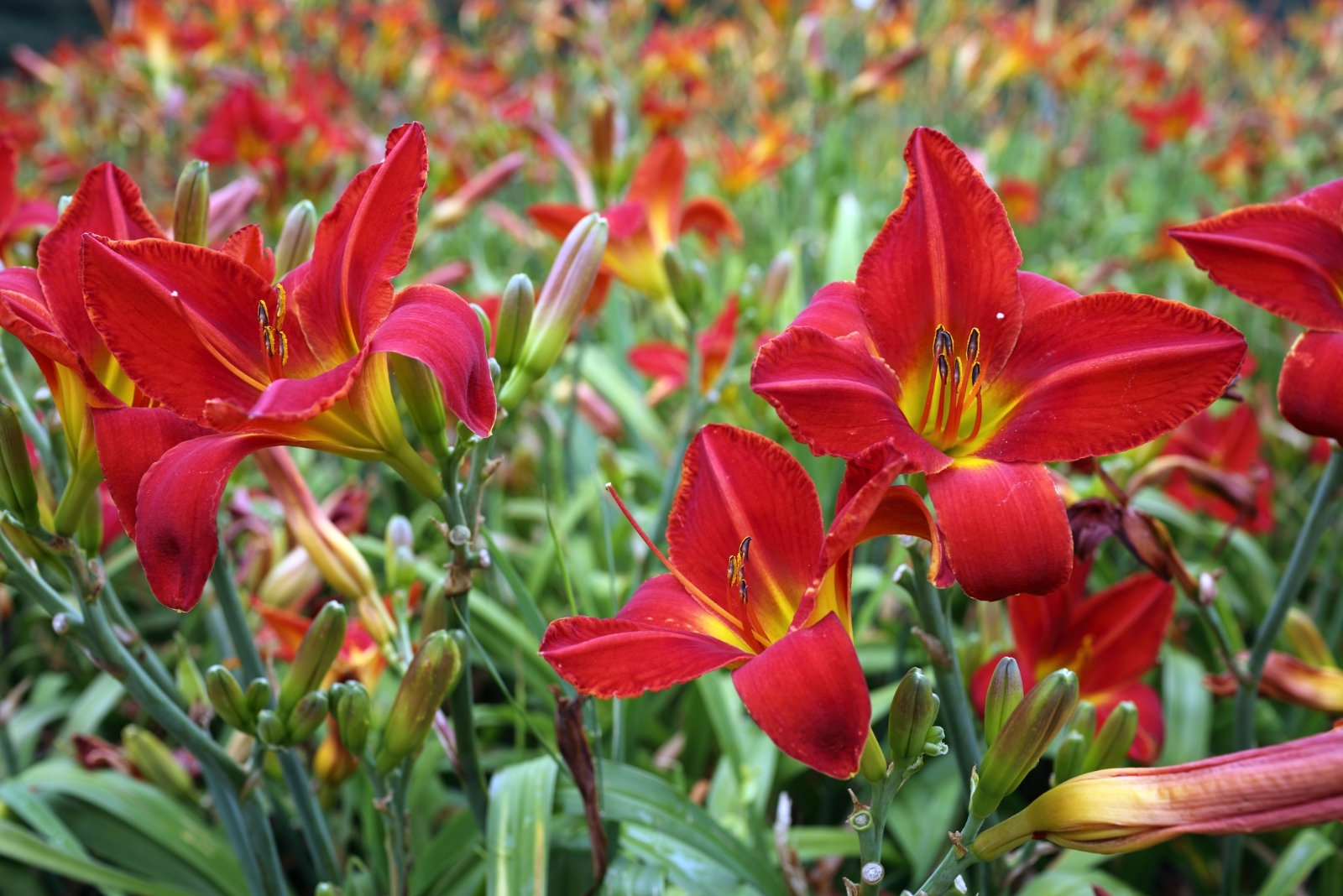 16 Low-Maintenance Perennials That Thrive In Alabama Heat