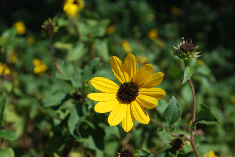 black eyed susan (featured image)