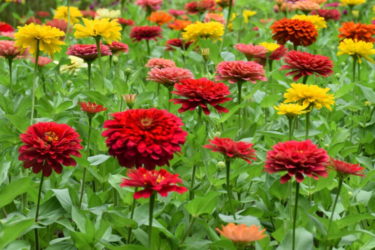 zinnias plants (featured image)