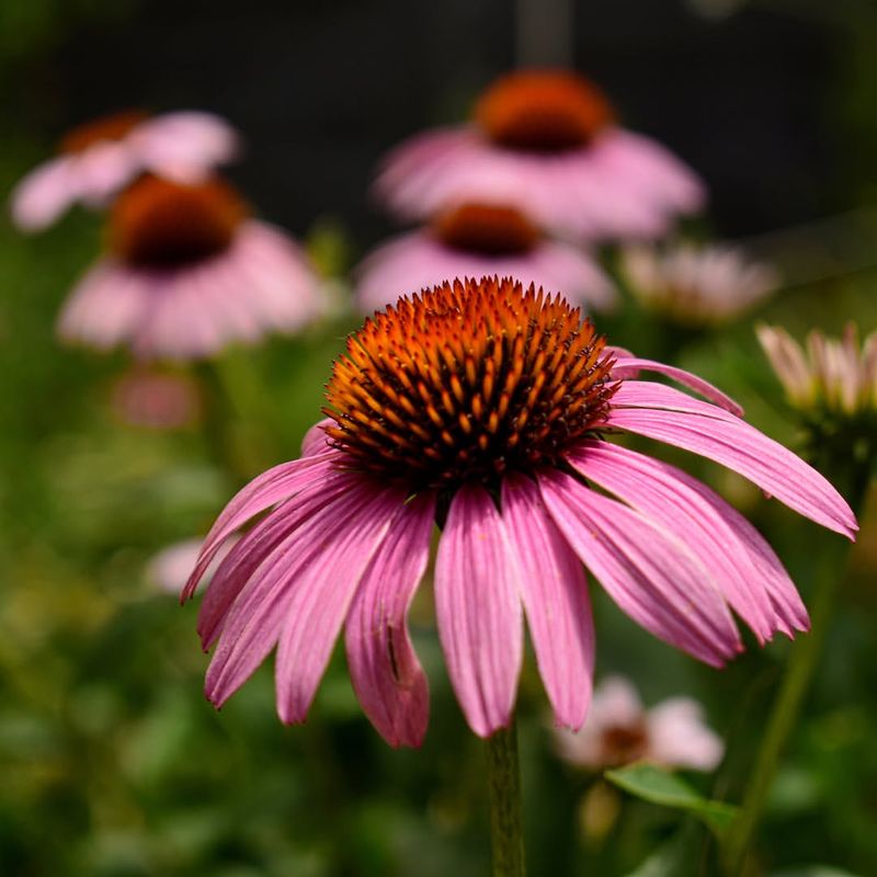 Coneflowers