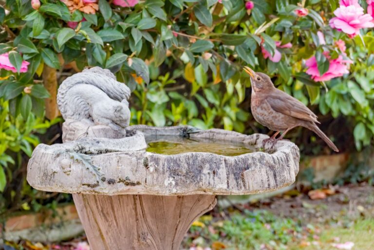 concrete bird bath