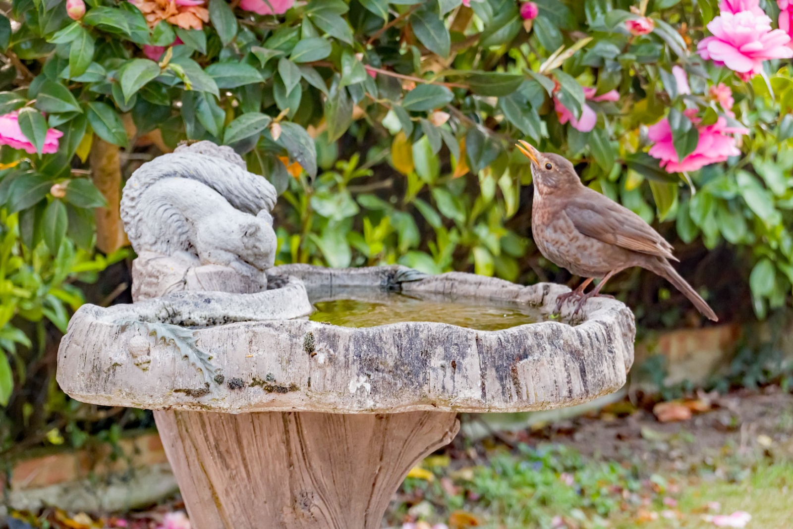 7 Birdbath Mistakes Driving Birds Away From Arizona Gardens (And How To Fix Them)