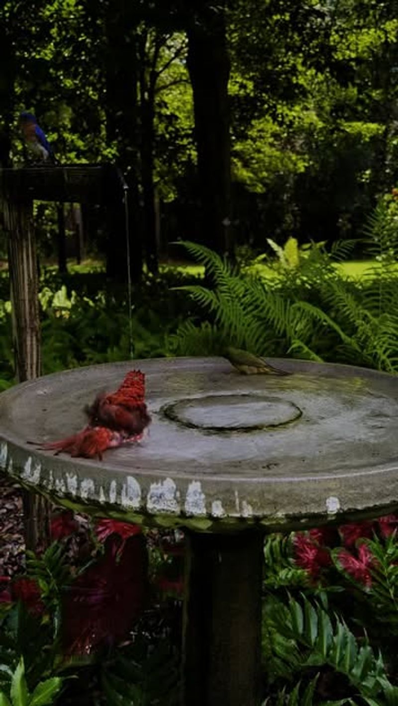 Too-Deep Water Scares Off Smaller Birds