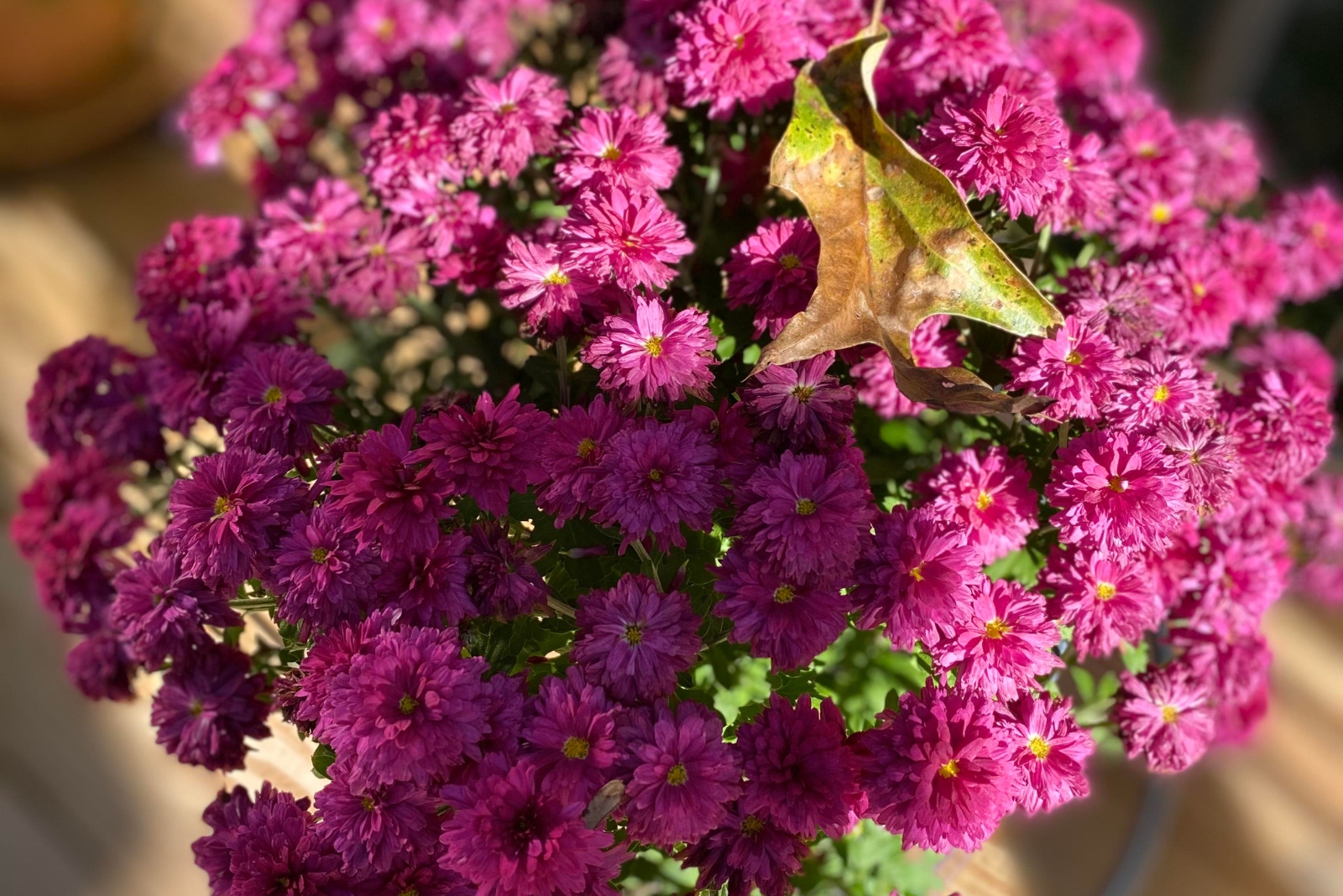 7 Deer-Resistant Mums To Brighten Your Fall Garden In New York