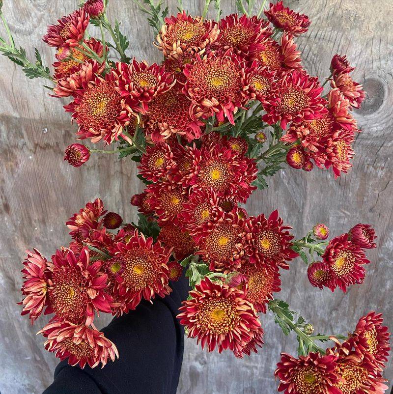 Ruby Mound Chrysanthemum