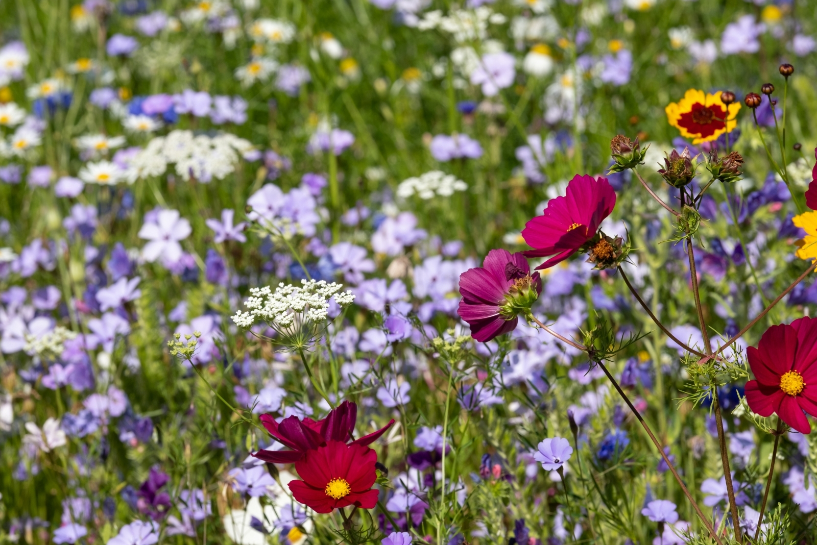 7 Inspiring Lawn-To-Meadow Ideas From The Brooklyn Museum In New York