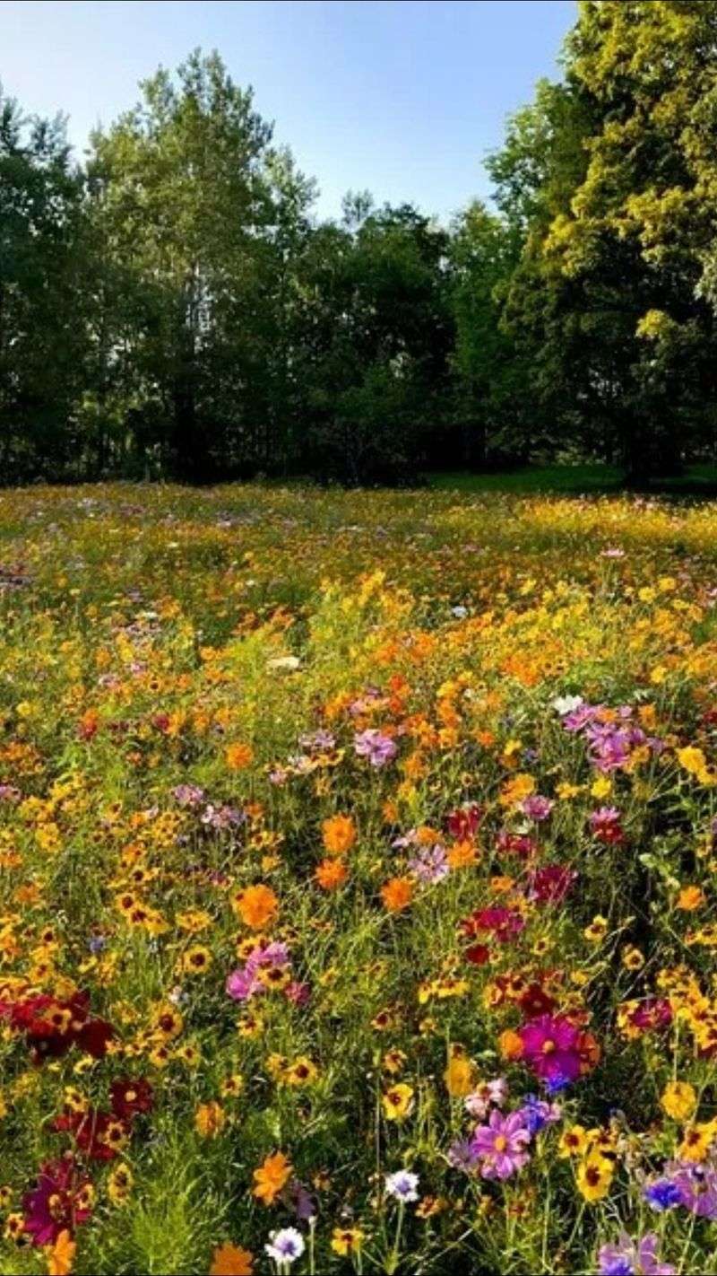Native Wildflower Mix