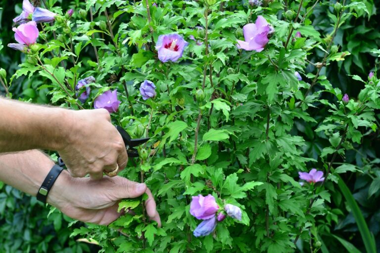cutting the withered flowers at Hibiscus